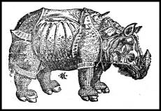 'Rhinoceros' by David Kandel (after Albrecht Durer) from ''Cosmographia''