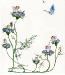 Daphne Allen's 'Love in a Mist' from ''The Birth of the Opal''