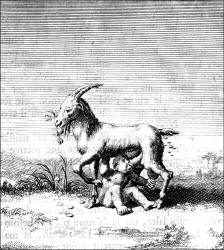 Engraving - Hans Holbein image known as 'Jupiter and the Goat' from ''Moriae Encomium'' (''The Praise of Folly'' or ''L'Eloge de la Folie'')