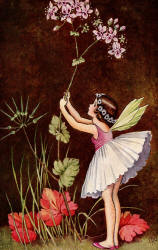 Ida Rentoul Outhwaite - 'Wild Geranium' from ''A Bunch of Wild Flowers'' (1933)