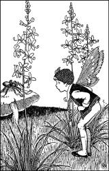 Ida Rentoul Outhwaite - 'Trigger Plant' from ''A Bunch of Wild Flowers'' (1933)