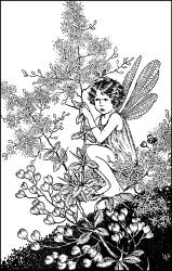 Ida Rentoul Outhwaite - 'Thorn-Bush' from ''A Bunch of Wild Flowers'' (1933)