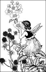 Ida Rentoul Outhwaite - 'Blackberry' from ''A Bunch of Wild Flowers'' (1933)